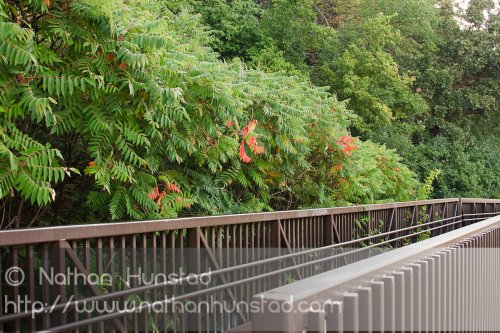 The first signs of fall color along the Mississippi River.
